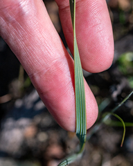 Gladiolus hirsutus