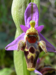 Ophrys oestrifera