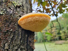Pseudospongipellis unicolor