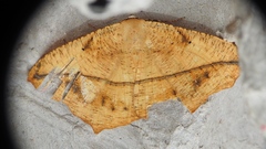 Prochoerodes lineola