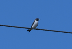 Artamus leucorynchus