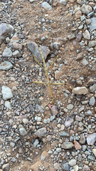 Megaphasma denticrus