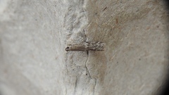 Sciota subcaesiella