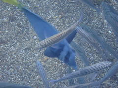 Prionurus laticlavius