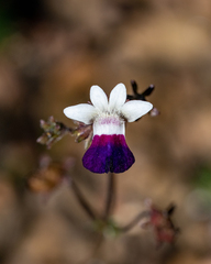 Nemesia barbata