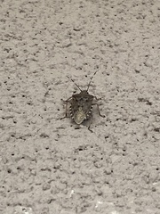 Rhaphigaster nebulosa