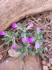 Ajuga iva