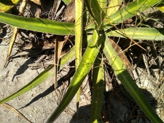Agave funkiana