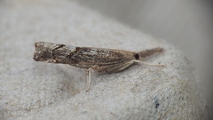 Neodactria luteolellus