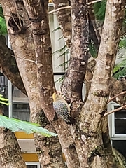 Melanerpes hoffmannii