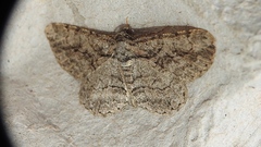 Anavitrinella pampinaria