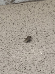 Rhaphigaster nebulosa