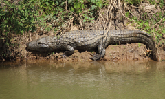 Caiman latirostris
