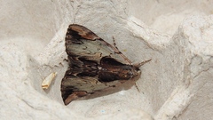 Catocala ultronia