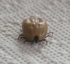 Ixodes ricinus