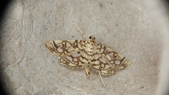 Lygropia rivulalis