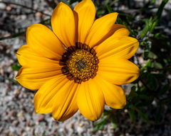 Gazania pectinata