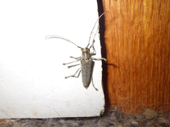 Saperda calcarata