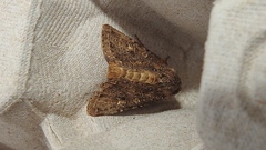 Anarta trifolii