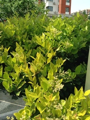 Ligustrum japonicum