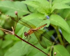 Neurothemis