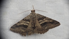 Digrammia continuata