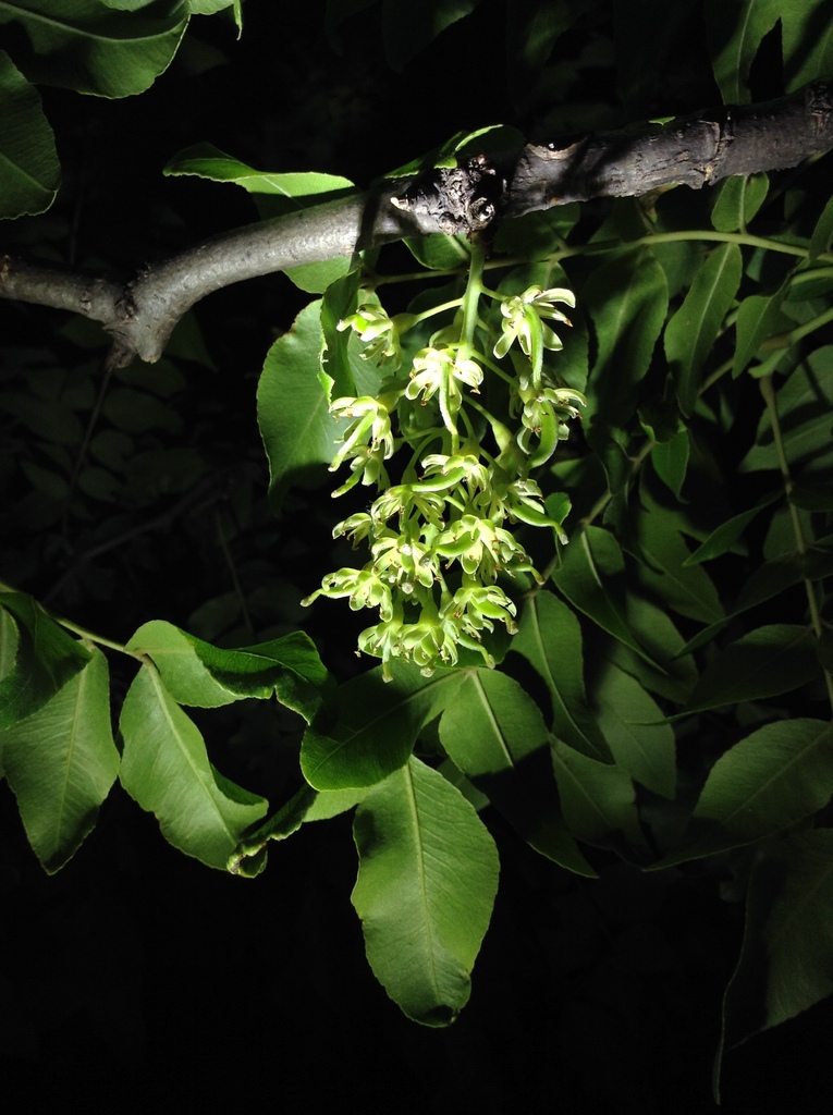 Chinese honey locust
