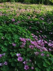 Oxalis articulata