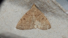Zanclognatha jacchusalis