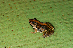 Ptychadena mossambica