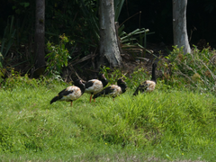 Anseranas semipalmata