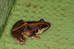 Ptychadena mossambica