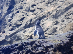 Spheniscus mendiculus