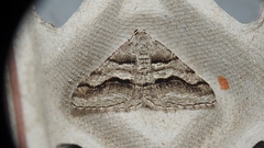 Digrammia continuata