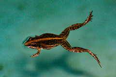 Ptychadena mossambica