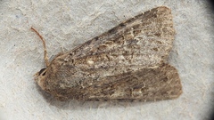 Apamea devastator