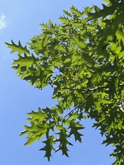 Quercus palustris