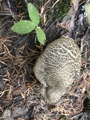 Caloboletus conifericola