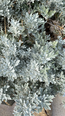 Artemisia stelleriana