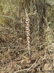 Lachenalia