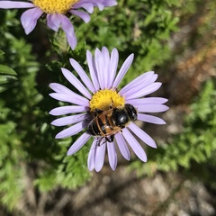 Eristalinus modestus
