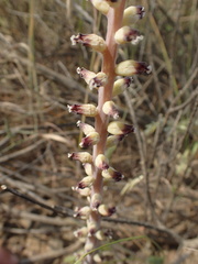 Lachenalia
