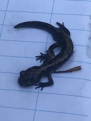 Ambystoma macrodactylum
