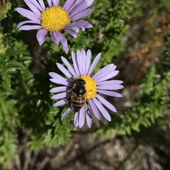 Eristalinus modestus