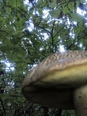 Caloboletus conifericola