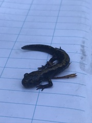 Ambystoma macrodactylum