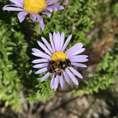 Eristalinus modestus