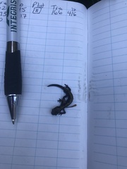 Ambystoma macrodactylum