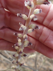 Lachenalia