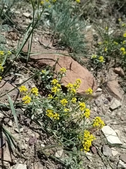 Odontarrhena tortuosa